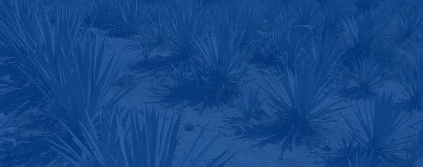 fondo seccion