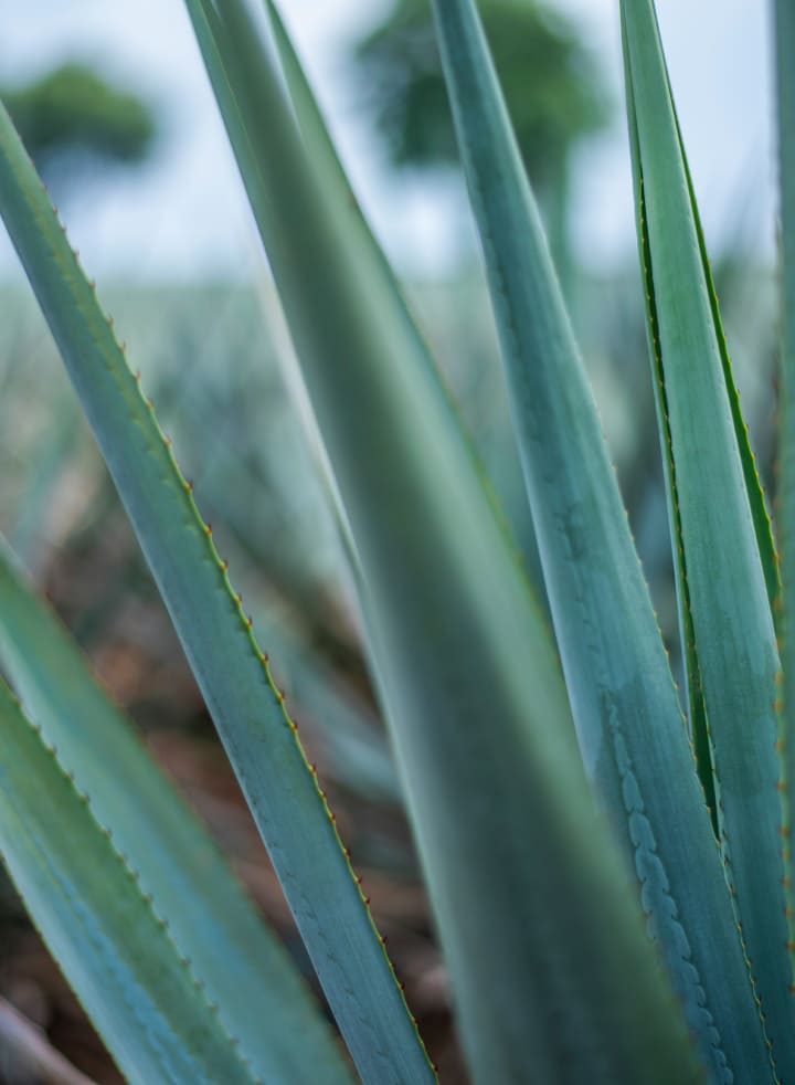 mezcal